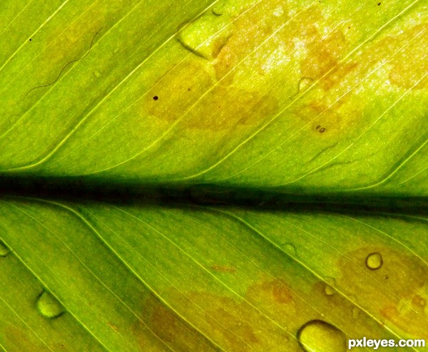 just a leaf