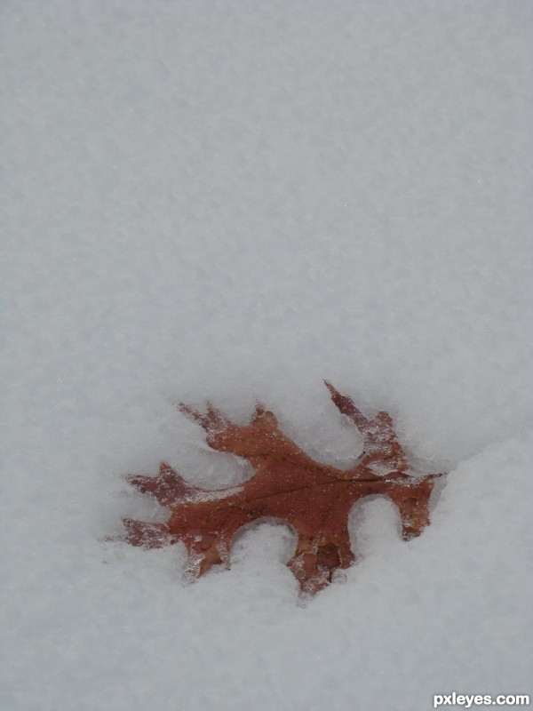 snow leaf
