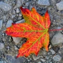 single leaf photography contest