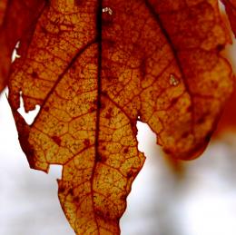 Autumn Veins