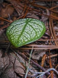 Caladium