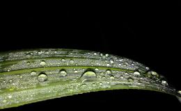 MorningDew