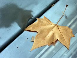 Plane tree leaf