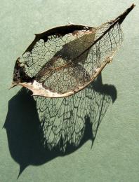 Skeleton Leaf Picture