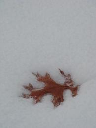 snowleaf