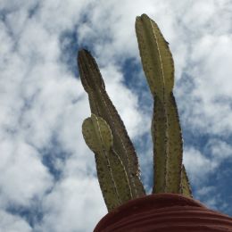 V