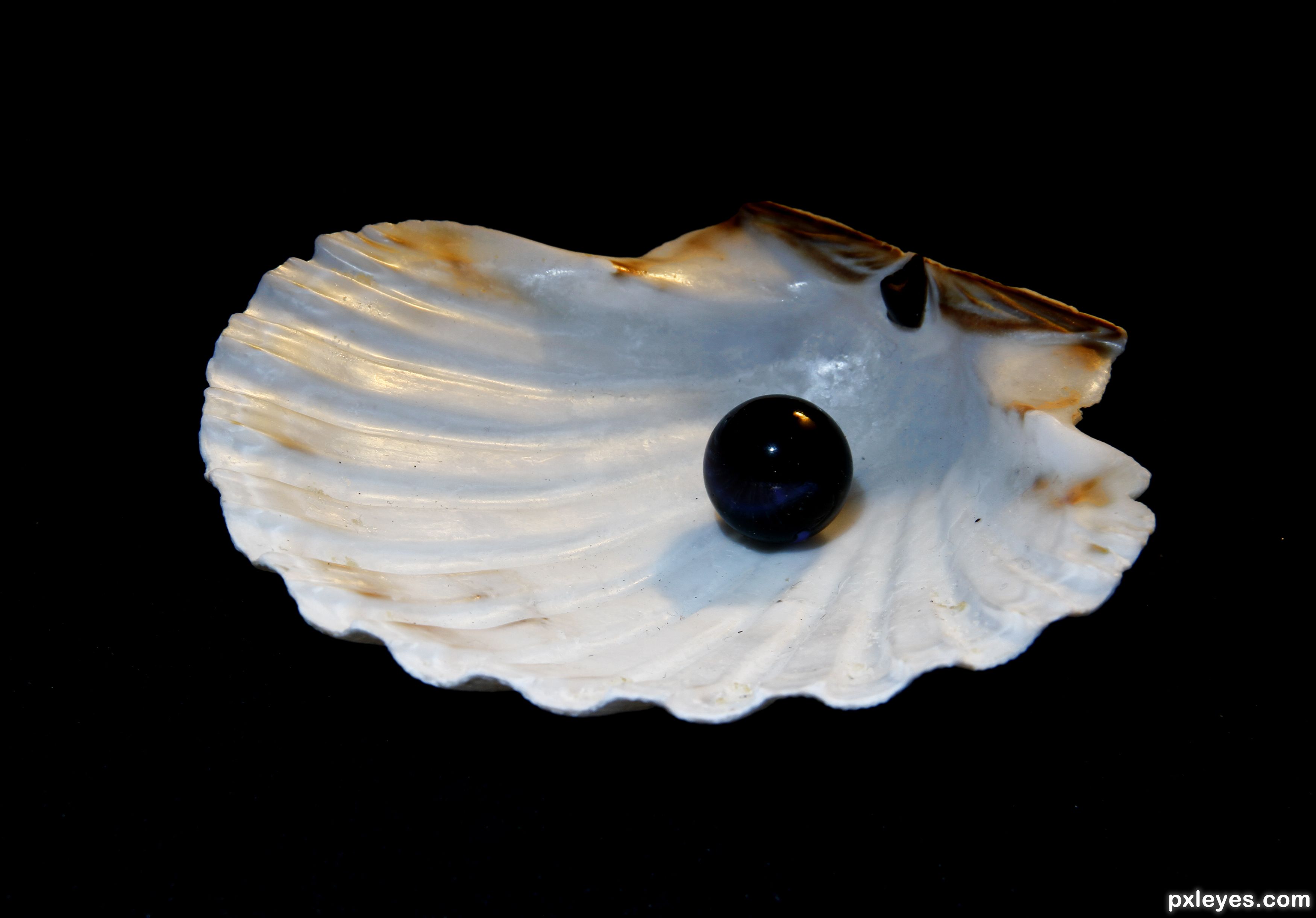 black pearl oyster shell