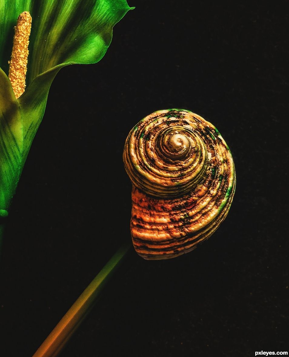 shell on a flower stem