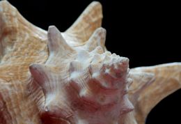 Conch