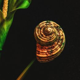 shell on a flower stem Picture