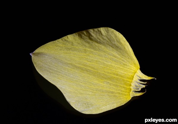 a petal