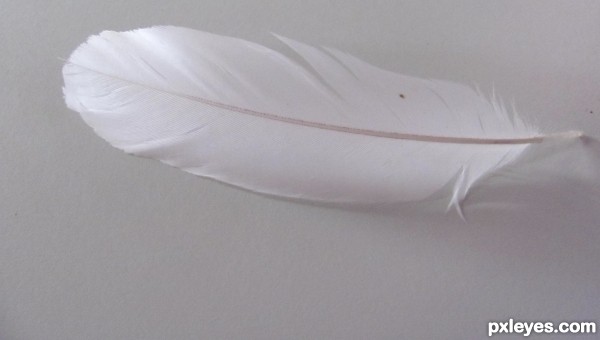 Feather