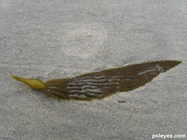 Single Seaweed Leaf