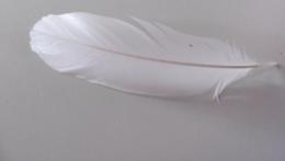 Feather