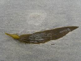 Single Seaweed Leaf