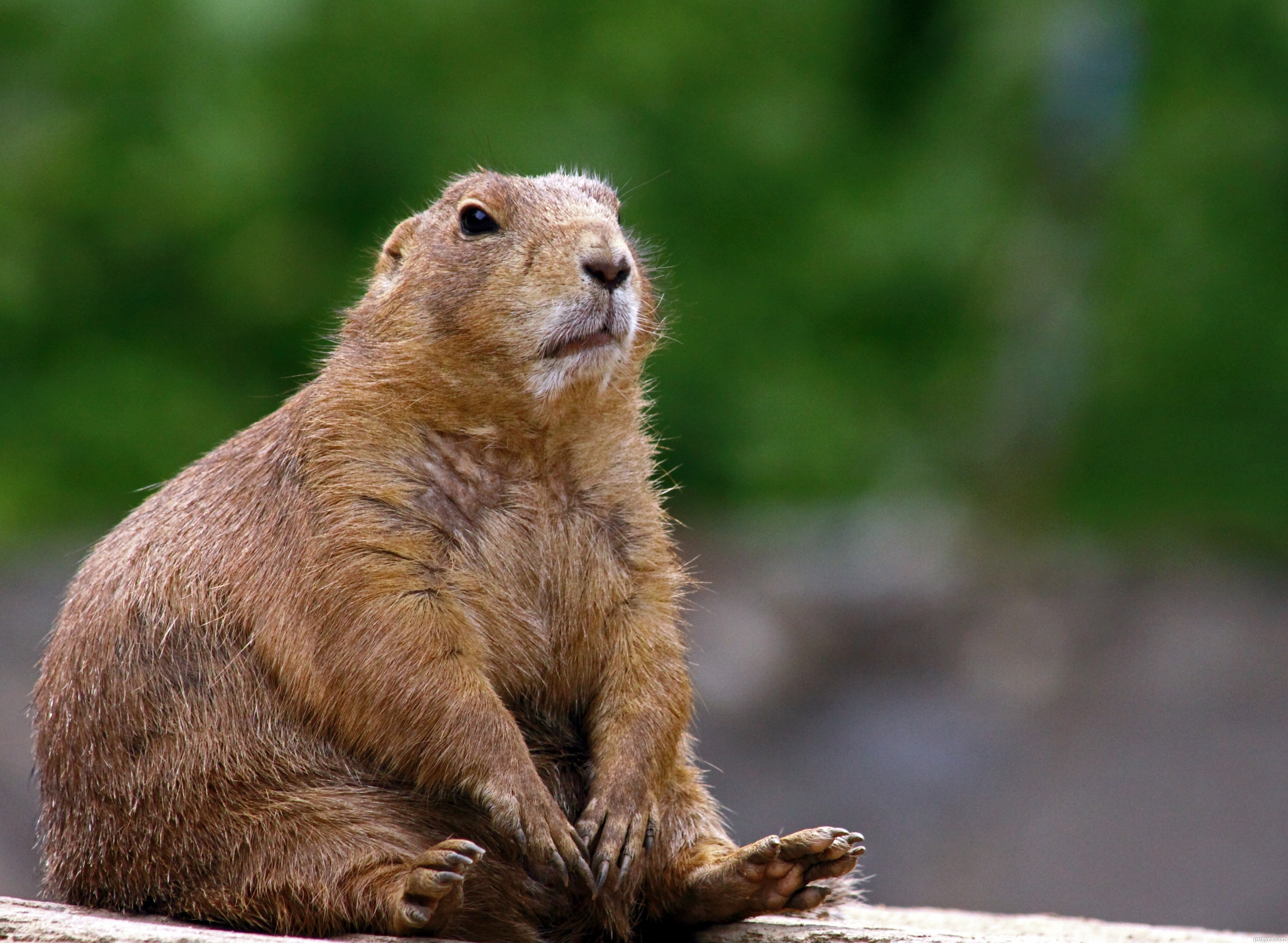 Sitting Beaver - Photoshop Contest. 