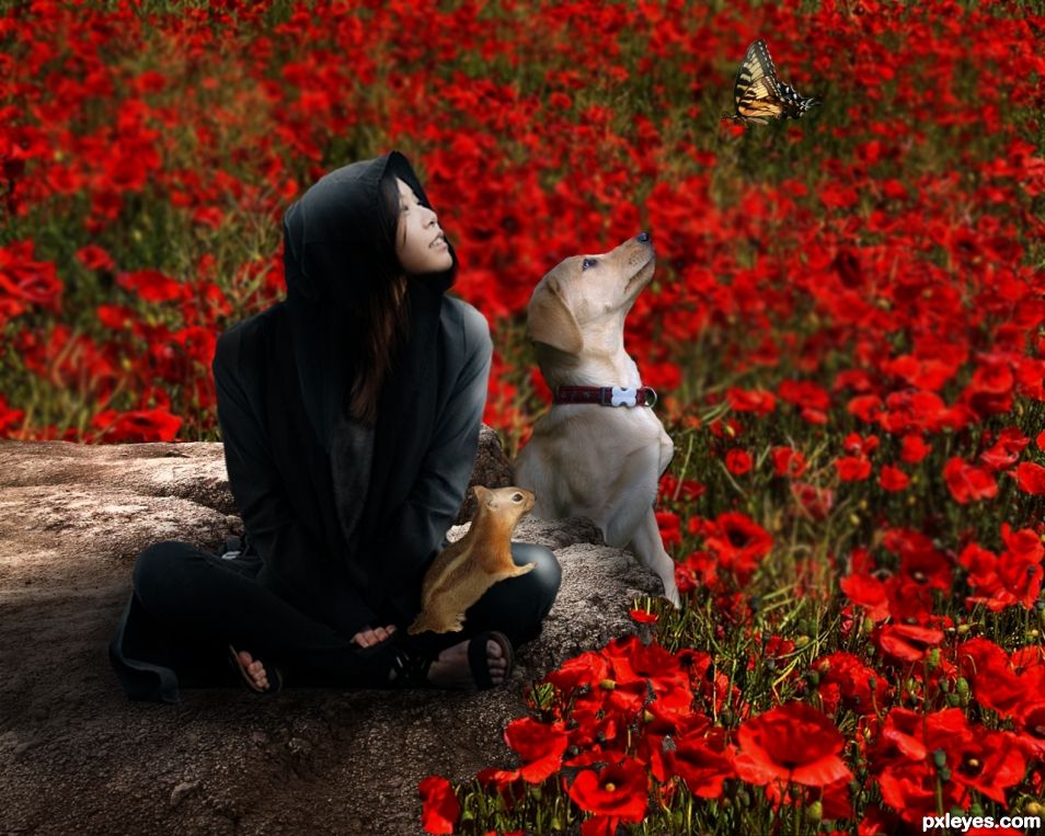 Sunny Day At The Poppy Field