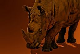 rhino 