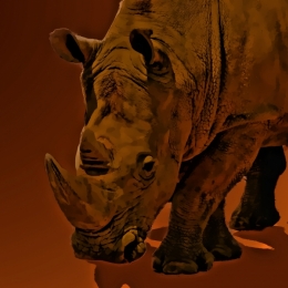 rhino