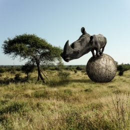 RhinocerosBignogginus