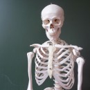 skeleton source image
