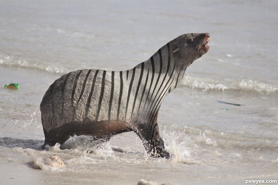 Zebra Seal