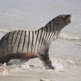 ZebraSeal