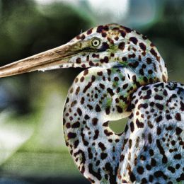 JagStork