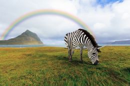 Rainbow and zebrunicorn