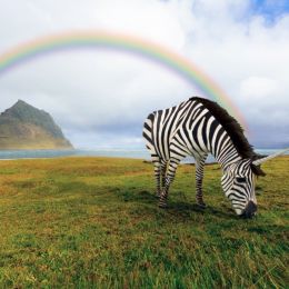 Rainbowandzebrunicorn