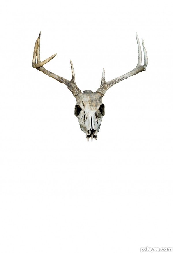 Creation of Sharp Dressed Deer.: Step 1