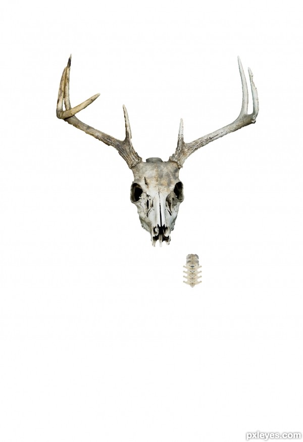 Creation of Sharp Dressed Deer.: Step 4