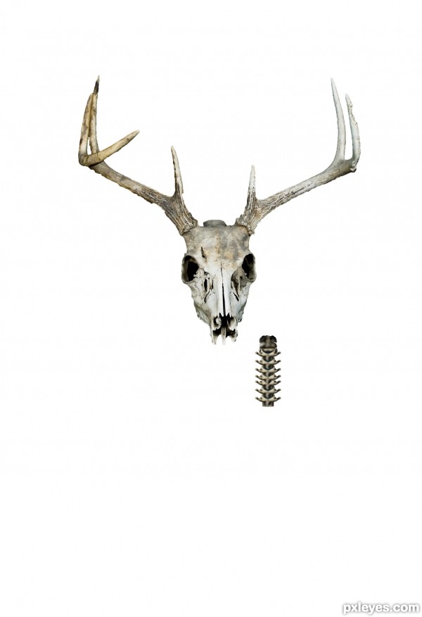 Creation of Sharp Dressed Deer.: Step 5