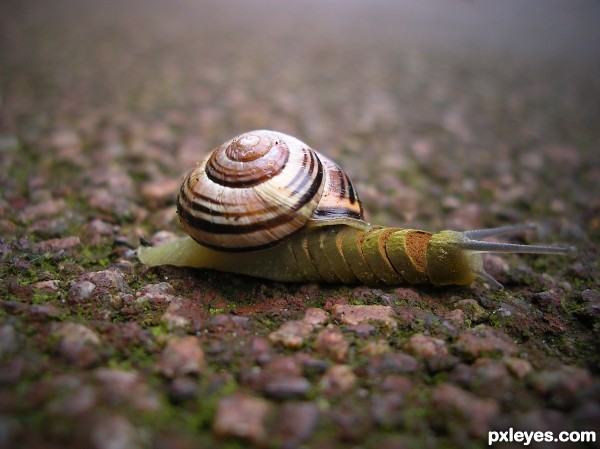 Bread Snail