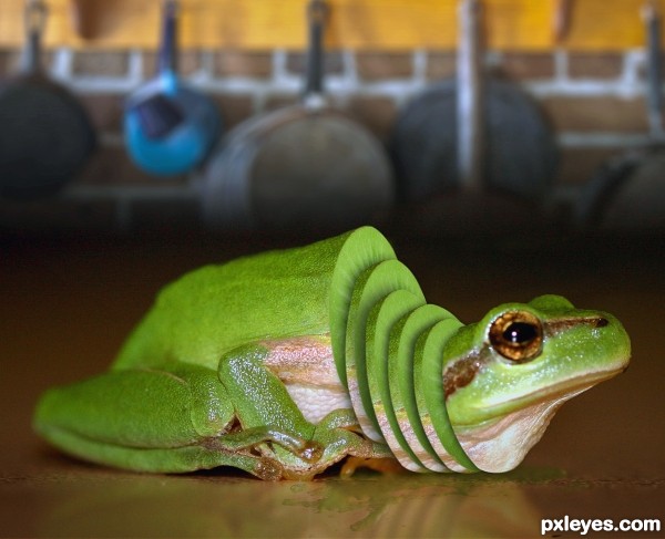 Kiwi Frog