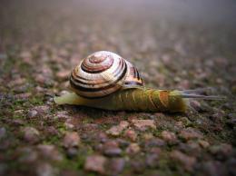 Bread Snail