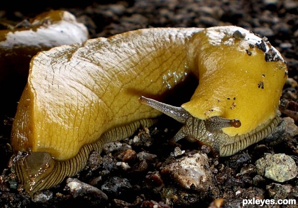 Banana Slug photoshop picture