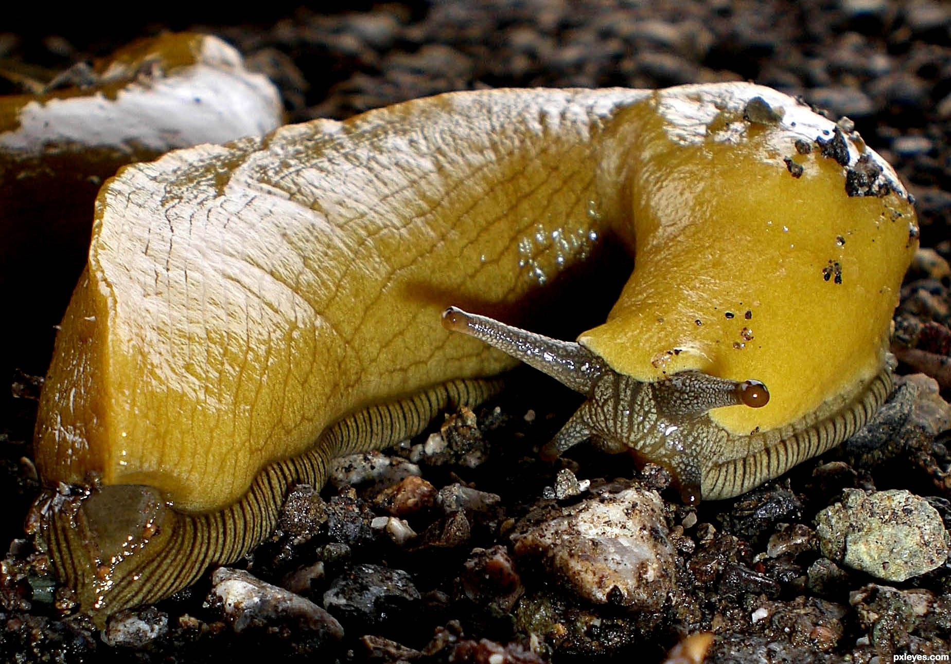 Banana Slug. 