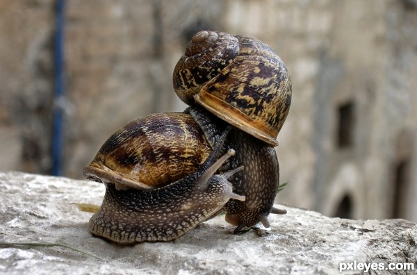 Professional Slug Wrestling