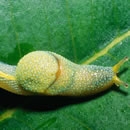 slugs photography contest