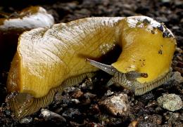 Banana Slug