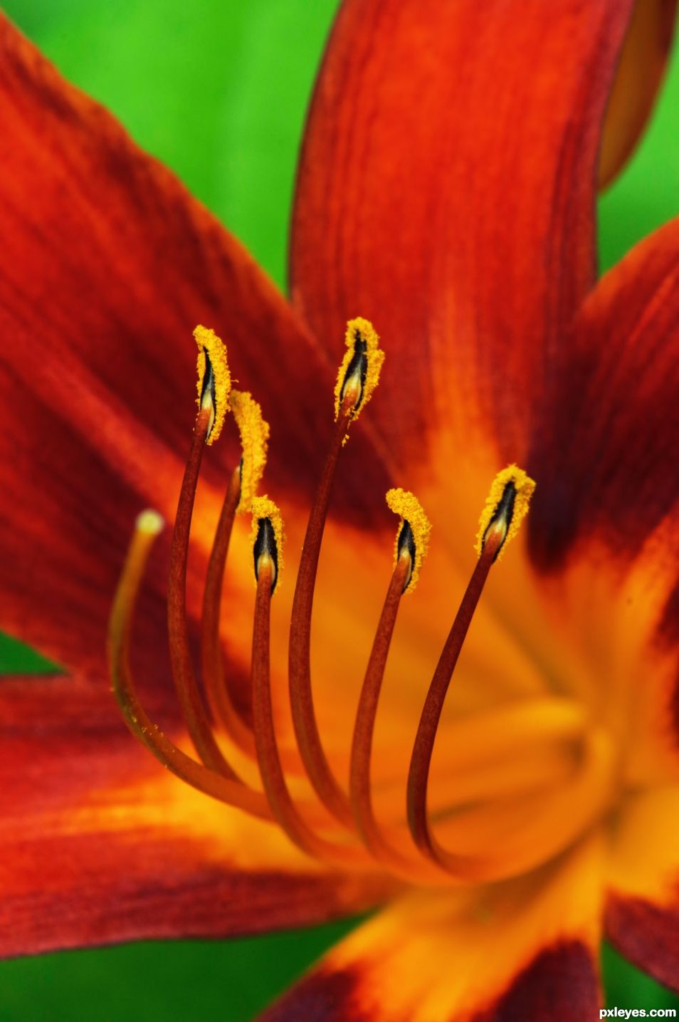 Tiger Lily