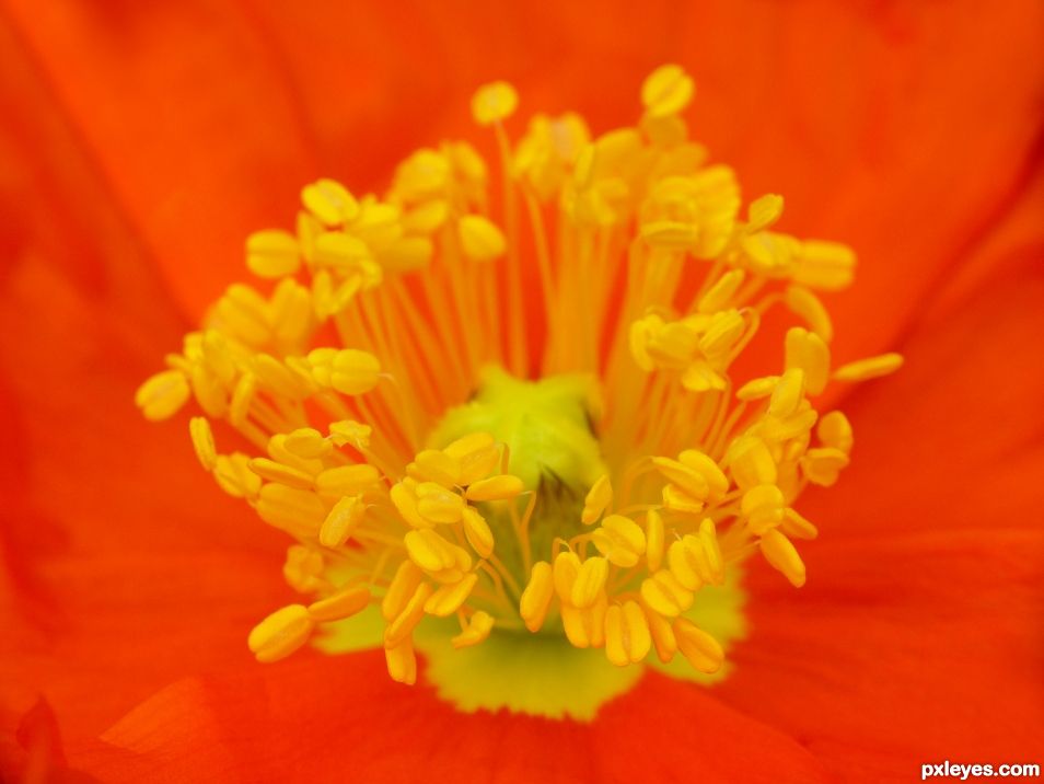 Iceland poppy