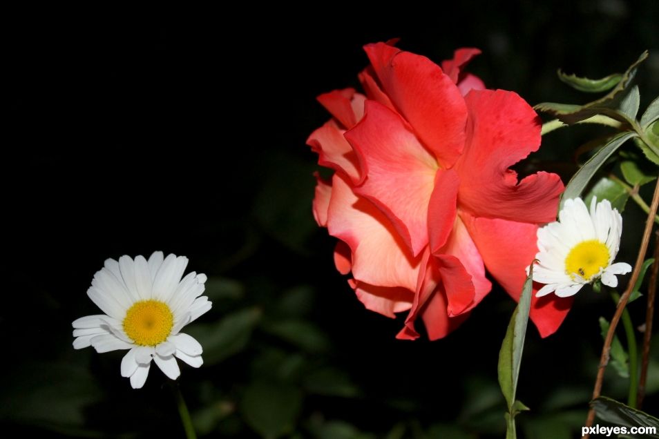 Summer flowers