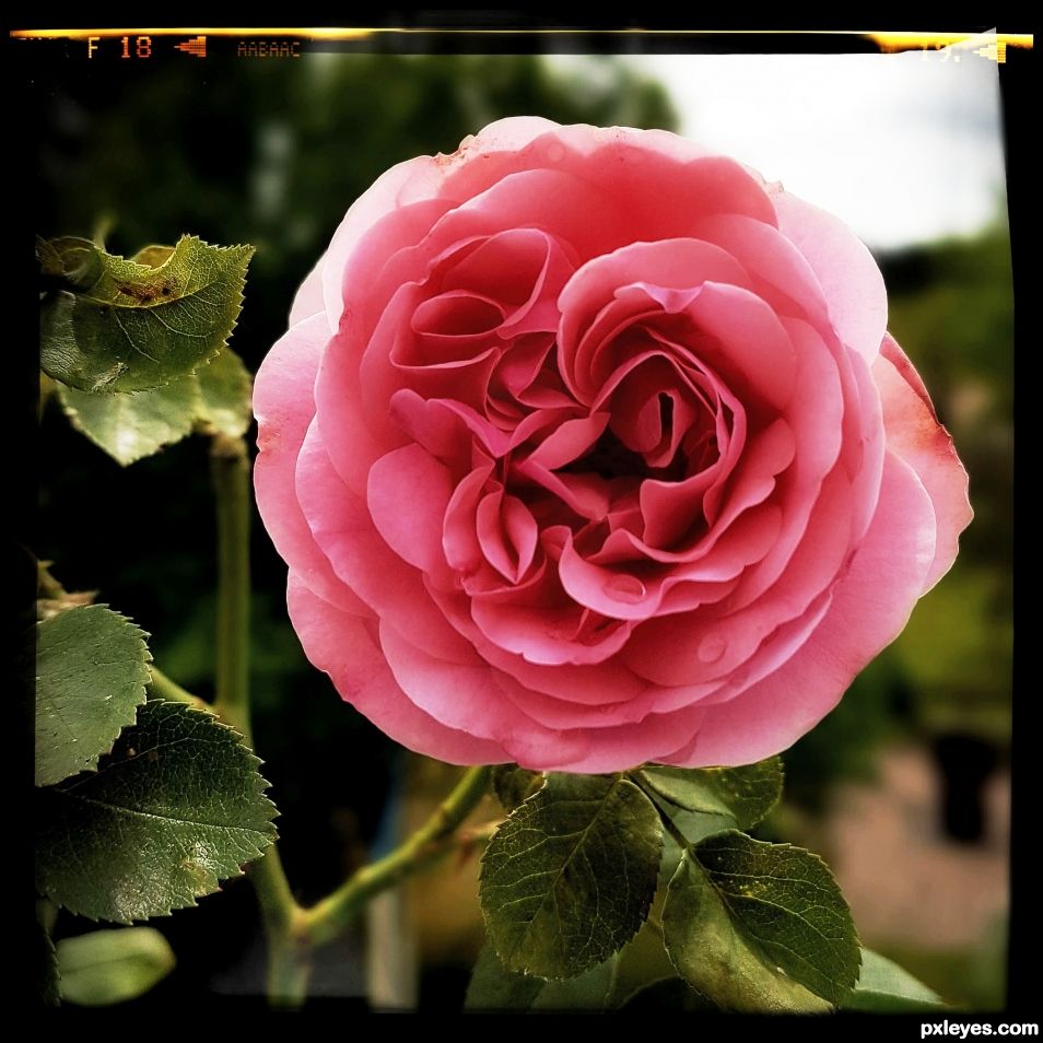 Pink rose