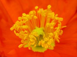 Iceland poppy