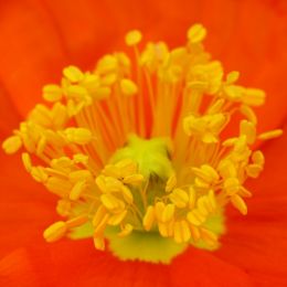 Icelandpoppy