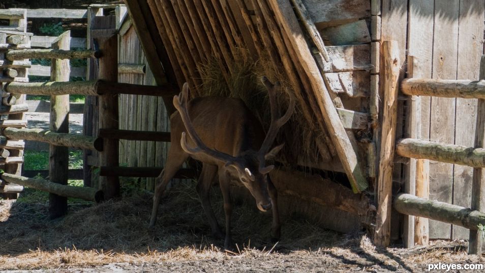 A reindeer 