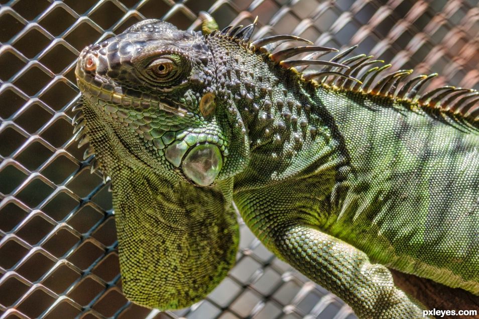 Iguana