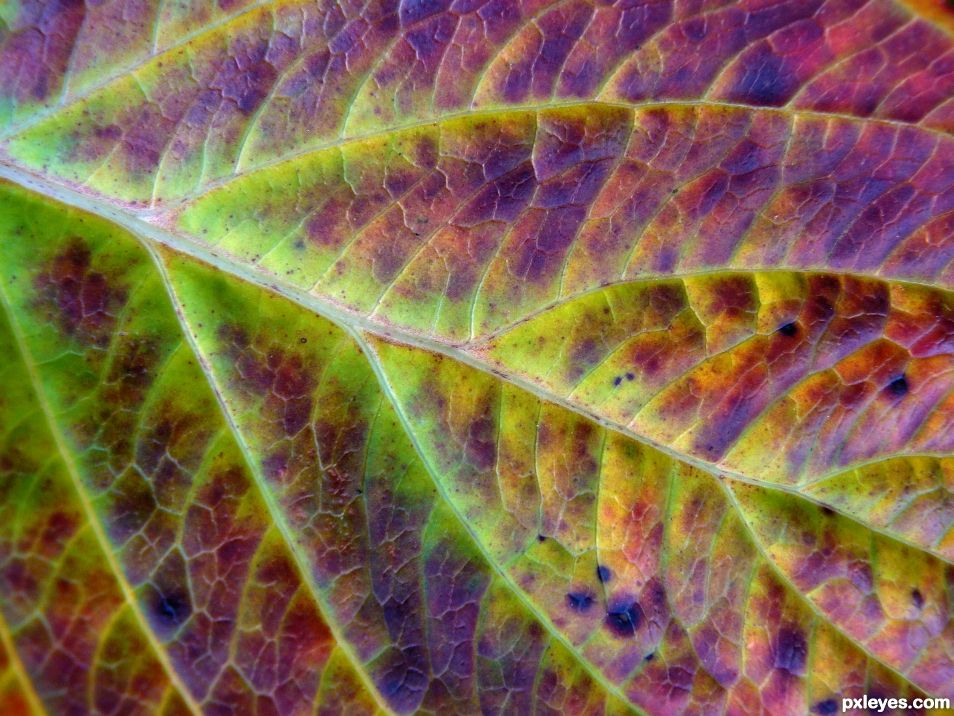 Multicolored leaf